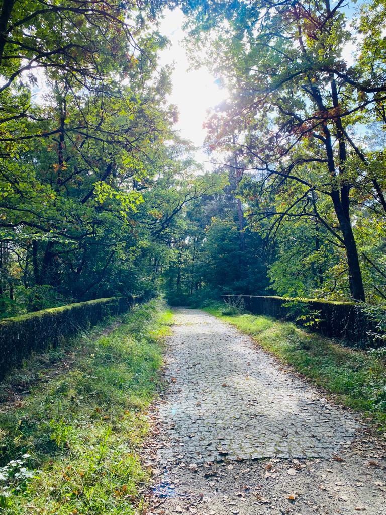 Wald mit Weg als Metapher für Psychotherapie